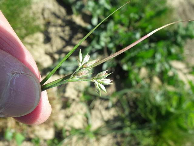 Da identificare - Juncus